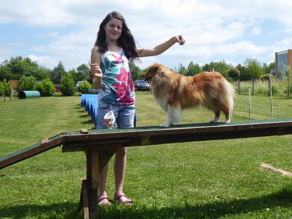 VDH Shelties vom Ponyhügel Ausstellung